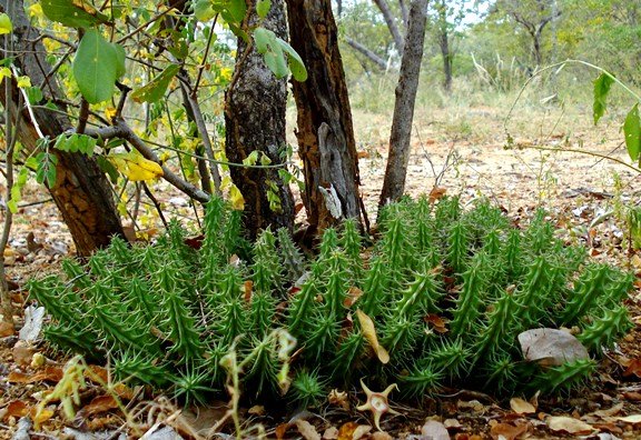 Huernia verekeri
