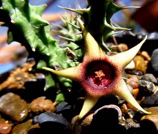 Huernia verekeri more spots