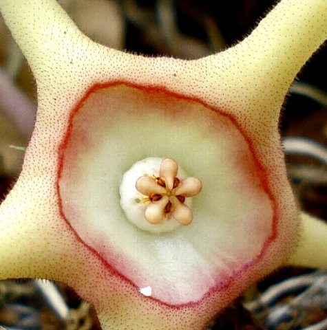 Huernia verekeri flower centre