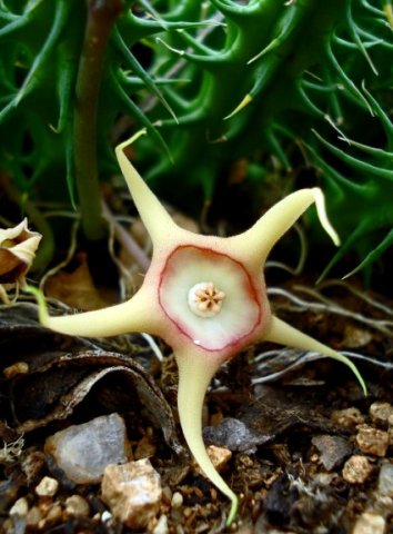 Huernia verekeri flower