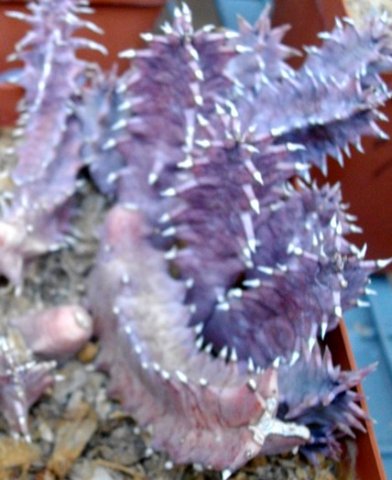 Huernia zebrina subsp. zebrina