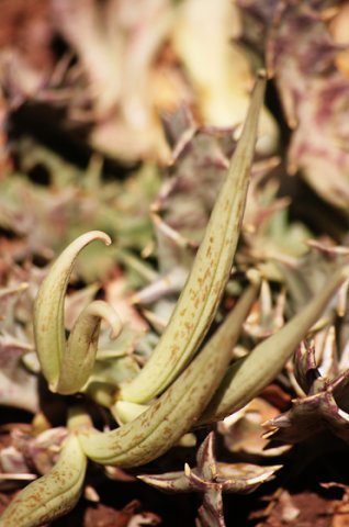 Huernia seed follicles