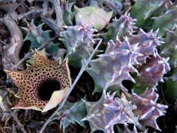 Huernia barbata subsp. barbata stems, flower and bud