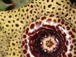 Huernia guttata subsp. reticulata