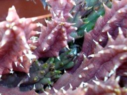 Huernia hislopii subsp. hislopii