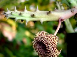 Huernia hystrix