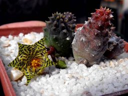 Huernia kennedyana flowering in luxury