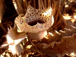 Huernia kirkii old, but hanging in