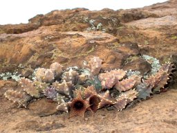 Huernia loeseneriana