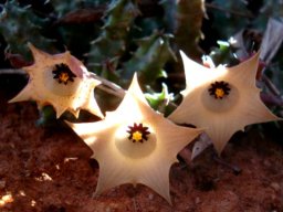 Huernia namaquensis responding to sun