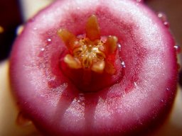 Huernia procumbens floral annulus