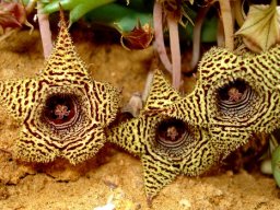 Huernia stapelioides