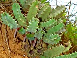Huernia stapelioides stems