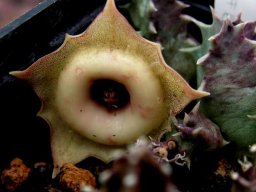 Huernia thudichumii or H. humilis