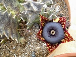 Huernia transvaalensis flower with dark annulus