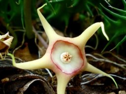 Huernia verekeri flower