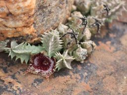 Huernia transvaalensis in the Rhenosterspruit Conservancy