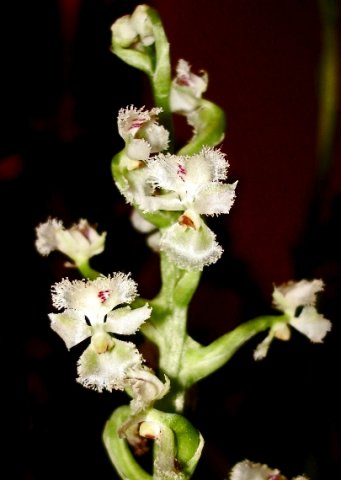 Huttonaea fimbriata flowers at night