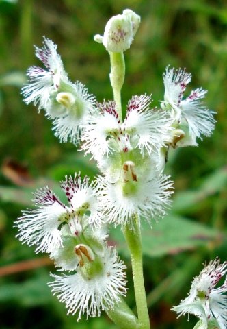 Huttonaea oreophila