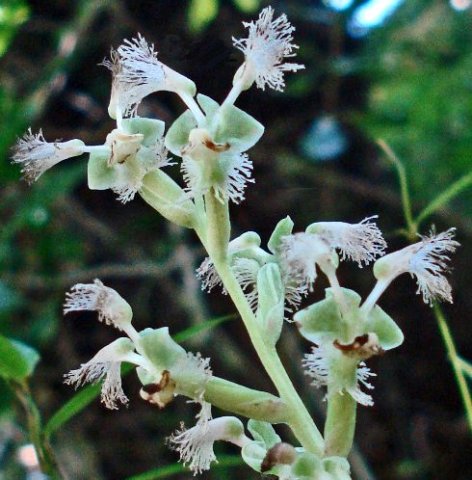Huttonaea pulchra inflorescence