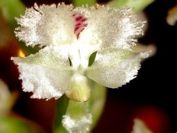 Huttonaea
