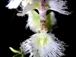 Huttonaea grandiflora, not your everyday flower