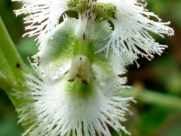 Huttonaea oreophila flower