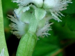 Huttonaea oreophila flower from behind
