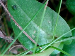Huttonaea oreophila leaf