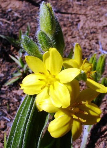 Hypoxis hemerocallidea