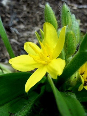 Hypoxis colchicifolia flower