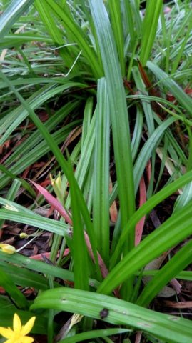 Hypoxis filiformis leaves