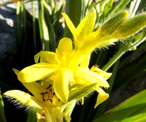 Hypoxis hemerocallidea flowers