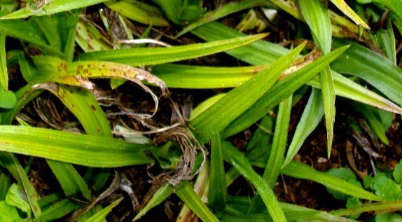 Hypoxis iridifolia leaves