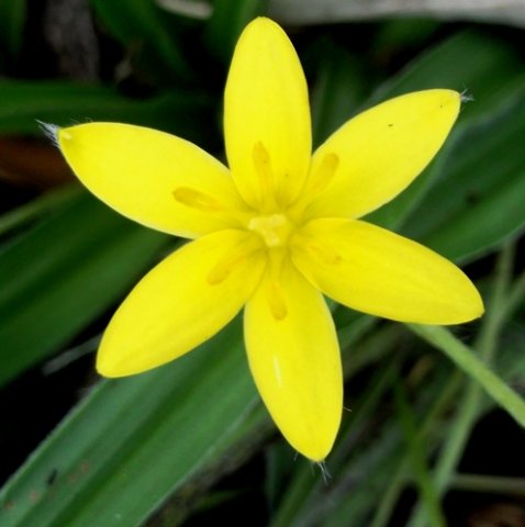 Hypoxis villosa flower