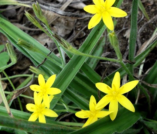 Hypoxis villosa
