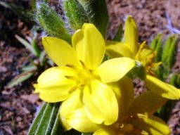 Hypoxis