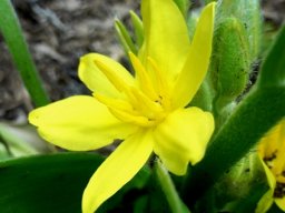 Hypoxis colchicifolia flower