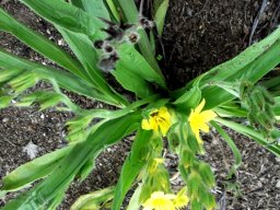 Hypoxis colchicifolia mature plant