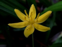 Hypoxis filiformis fresh, erect anthers