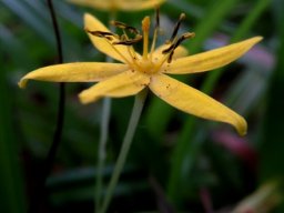 Hypoxis filiformis horizontal, old anthers