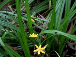 Hypoxis filiformis