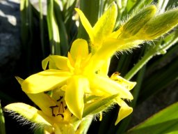 Hypoxis hemerocallidea flowers