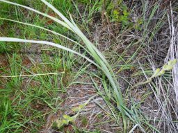 Hypoxis rigidula