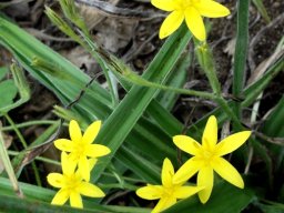 Hypoxis villosa
