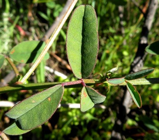 Indigofera amoena leaves