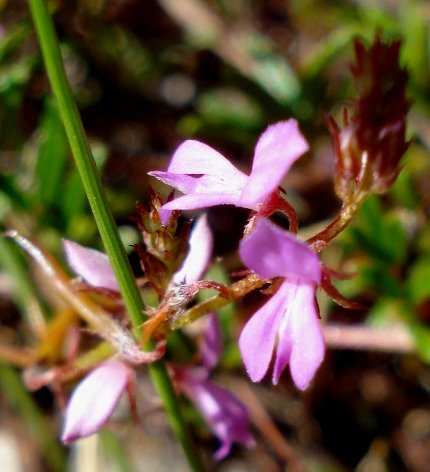 Indigofera angustifolia