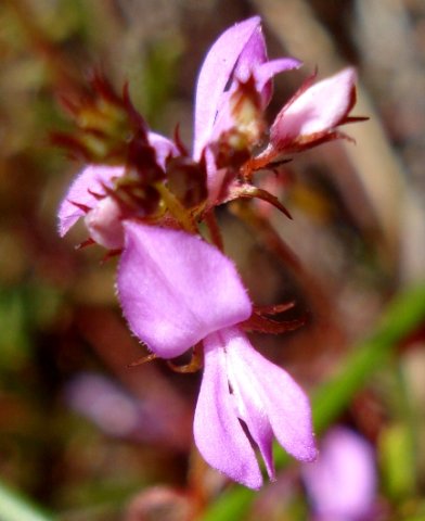 Indigofera angustifolia flowers