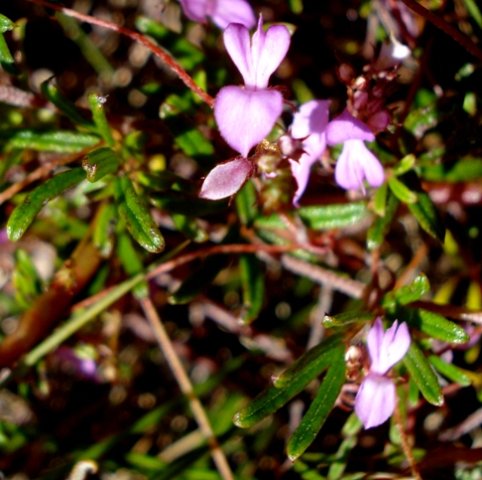 Indigofera angustifolia leaves