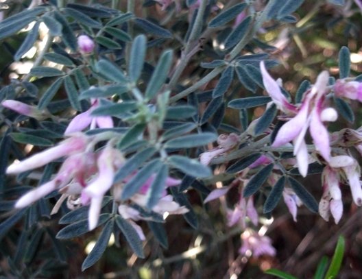 Indigofera brachystachya leaves
